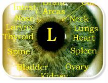 iridology | homeolistic